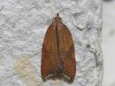 Acleris_rhombana_verkkotalvikaariainen_IMG_7338.jpg