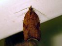 Acleris_rhombana_verkkotalvikaariainen_IMG_7350.JPG