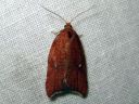 Acleris_rhombana_verkkotalvikaariainen_IMG_7491.JPG