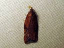 Acleris_rhombana_verkkotalvikaariainen_IMG_7695.JPG