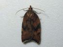 Acleris_rhombana_verkkotalvikaariainen_IMG_8245.jpg