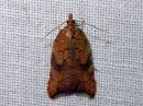 Acleris_rhombana_verkkotalvikaariainen_IMG_8355.jpg