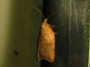 Acleris_rhombana_verkkotalvikaariainen_IMG_8404.JPG