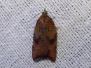 Acleris_rhombana_verkkotalvikaariainen_IMG_8526.jpg