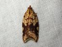 Acleris_rhombana_verkkotalvikaariainen_IMG_9191.JPG