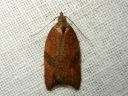 Acleris_rhombana_verkkotalvikaariainen_IMG_9261.JPG