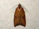 Acleris_rhombana_verkkotalvikaariainen_IMG_9700.JPG