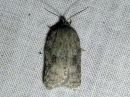 Acleris_roscidana_jattitalvikaariainen_IMG_2873.jpg