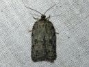 Acleris_roscidana_jattitalvikaariainen_IMG_2874.jpg