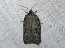 Acleris_roscidana_jattitalvikaariainen_IMG_2876.jpg