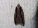 Acleris_umbrana_tuomitalvikaariainen_IMG_0166.jpg