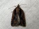 Acleris_umbrana_tuomitalvikaariainen_IMG_0589.JPG