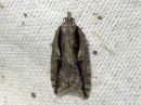 Acleris_umbrana_tuomitalvikaariainen_IMG_2443.jpg