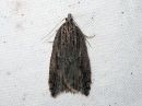 Acleris_umbrana_tuomitalvikaariainen_IMG_3728.jpg