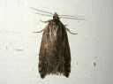 Acleris_umbrana_tuomitalvikaariainen_IMG_3807.JPG