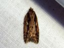 Acleris_umbrana_tuomitalvikaariainen_IMG_4496.JPG