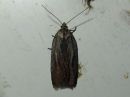 Tiedostonimi=Acleris_umbrana_tuomitalvikaariainen_IMG_6022.jpg
Tiedostokoko=42kt
Koko=600x450
Lisätty=10.04.2018 Acleris_umbrana_tuomitalvikaariainen_IMG_6022.jpg