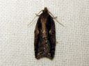 Acleris_umbrana_tuomitalvikaariainen_IMG_6640.JPG