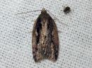 Tiedostonimi=Acleris_umbrana_tuomitalvikaariainen_IMG_7271.jpg
Tiedostokoko=101kt
Koko=600x450
Lisätty=01.03.2020 Acleris_umbrana_tuomitalvikaariainen_IMG_7271.jpg
