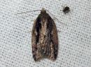 Acleris_umbrana_tuomitalvikaariainen_IMG_7271.jpg