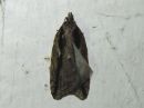 Acleris_umbrana_tuomitalvikaariainen_IMG_8944.jpg