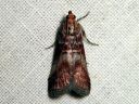 Acrobasis_advenella_pihlajakaarokoisa_IMG_7831.JPG