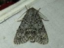 Acronicta_aceris_vaahterayokkonen_IMG_5660.jpg