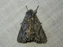 Acronicta_aceris_vaahterayokkonen_IMG_6717.jpg