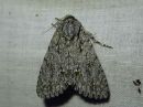 Acronicta_aceris_vaahterayokkonen_IMG_7550.jpg