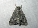 Acronicta_aceris_vaahterayokkonen_IMG_9938.jpg