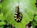 Acronicta_alni_larva_leppailtayokkonen_toukka_IMG_1889.JPG