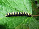 Acronicta_alni_larva_leppailtayokkonen_toukka_IMG_6467.JPG