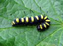 Acronicta_alni_larva_leppailtayokkonen_toukka_IMG_6468.JPG