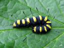 Acronicta_alni_larva_leppailtayokkonen_toukka_IMG_6469.JPG