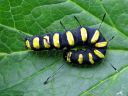 Acronicta_alni_larva_leppailtayokkonen_toukka_IMG_6470.JPG