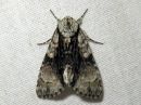 Acronicta_alni_leppailtayokkonen_IMG_0344.jpg