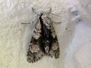 Acronicta_alni_leppailtayokkonen_IMG_2572.jpg