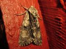 Acronicta_alni_leppailtayokkonen_IMG_2892.jpg