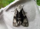 Acronicta_alni_leppailtayokkonen_IMG_2980.jpg