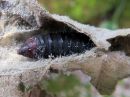 Acronicta_auricoma_cocoon_silmailtayokkonen_kotelokehto_IMG_2098.jpg