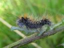 Acronicta_auricoma_larva_silmailtayokkonen_toukka_IMG_0570.jpg