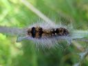 Acronicta_auricoma_larva_silmailtayokkonen_toukka_IMG_0571.jpg