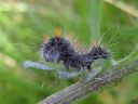 Acronicta_auricoma_larva_silmailtayokkonen_toukka_IMG_0572.jpg