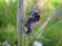 Acronicta_auricoma_larva_silmailtayokkonen_toukka_IMG_0576.jpg