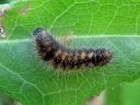 Acronicta_auricoma_larva_silmailtayokkonen_toukka_IMG_2035.jpg