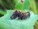 Acronicta_auricoma_larva_silmailtayokkonen_toukka_IMG_2037.jpg