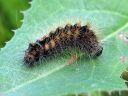 Acronicta_auricoma_larva_silmailtayokkonen_toukka_IMG_2039.jpg