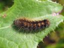 Acronicta_auricoma_larva_silmailtayokkonen_toukka_IMG_2317.jpg