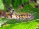 Acronicta_auricoma_larva_silmailtayokkonen_toukka_IMG_2414.jpg