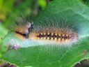 Acronicta_auricoma_larva_silmailtayokkonen_toukka_IMG_2415.jpg